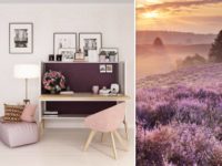 Zdjęcie produktu: NEST